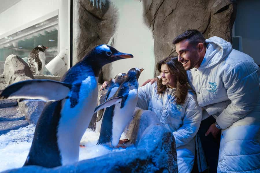 Dubai: Aquarium and Underwater Zoo Experience - How long to stay and when to arrive