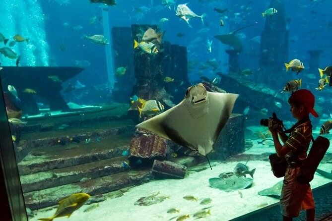 Dubai Aquarium and Underwater Zoo with Penguin Cove Tickets. - The Main Tank: Sharks and Rays Beneath The Dubai Mall