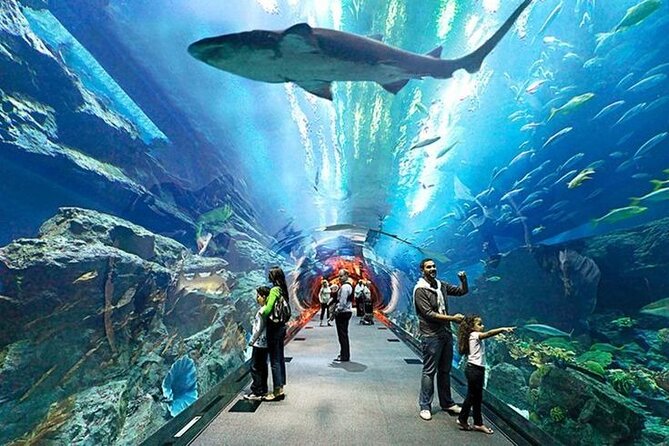 Dubai Aquarium and Underwater Zoo with Penguin Cove Tickets. - Is the $45 Ticket Good Value?