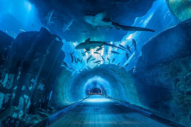 Dubai Aquarium and Underwater Zoo with Penguin Cove Tickets. - What Families and Animal Lovers Will Enjoy