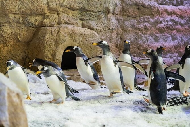 Dubai Aquarium and Underwater Zoo with Penguin Cove Tickets. - Add-On Options: Glass Boat and Private Transfer