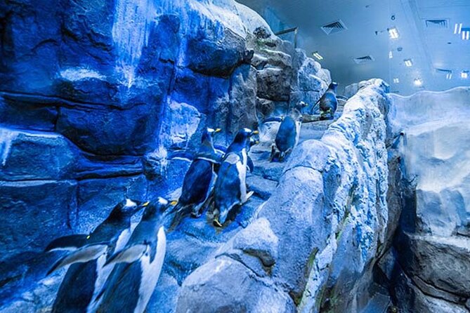 Dubai Aquarium and Underwater Zoo with Penguin Cove Tickets. - Three Habitats Inside The Underwater Zoo