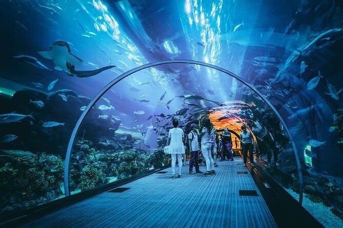 Dubai Aquarium underater zoo penguin cove with optional transport - The Aquarium Tunnel brings you beneath the tank