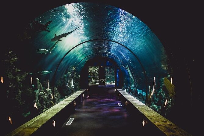Dubai Aquarium underater zoo penguin cove with optional transport - The underwater zoo gives the visit more range