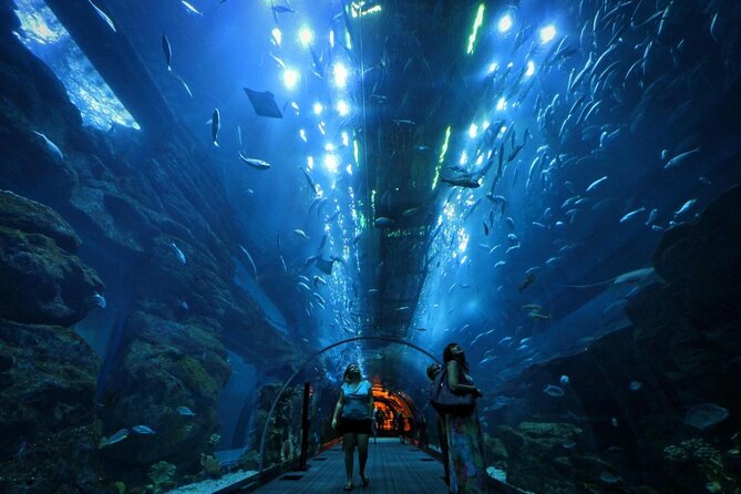 Dubai Aquarium & Underwater Zoo with Penguin Cove - Key Points to Know Before You Go