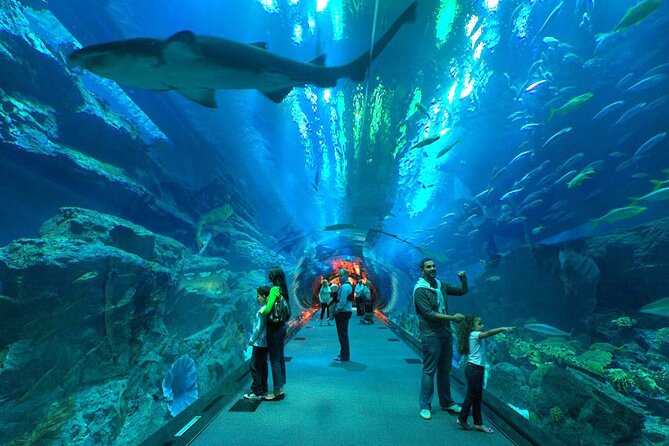 Dubai Aquarium & Underwater Zoo with Penguin Cove - Inside Dubai Mall’s Massive Main Tank