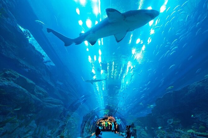Dubai Aquarium & Underwater Zoo with Penguin Cove - King Croc and the Underwater Zoo