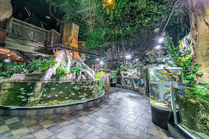 Dubai Aquarium UnderwaterZoo and Penguin cove Admission Ticket - A giant aquarium inside Dubai Mall