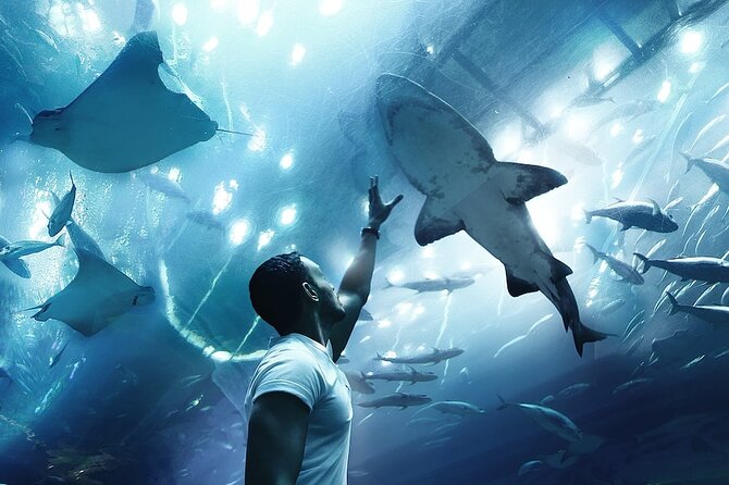 Dubai Aquarium UnderwaterZoo and Penguin cove Admission Ticket - Penguin Cove and the Gentoo colony