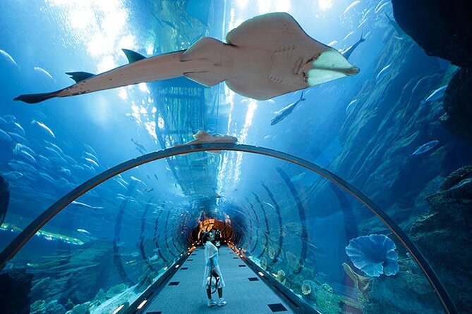 Dubai Aquarium UnderwaterZoo and Penguin cove Admission Ticket - What $48 buys you