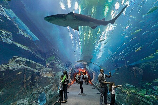 Dubai Aquarium UnderwaterZoo and Penguin cove Admission Ticket - Timing, opening hours, and the short visit