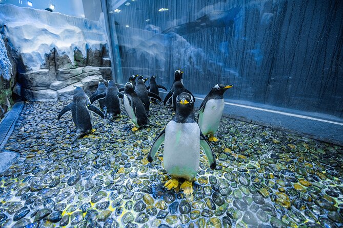 Dubai Aquarium with Various Animal Encounter and Access Options - The aquarium tunnel and 10-million-litre tank