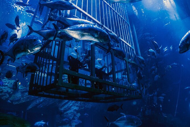 Dubai Aquarium with Various Animal Encounter and Access Options - The otter, penguin, ray, crocodile, and shark choices