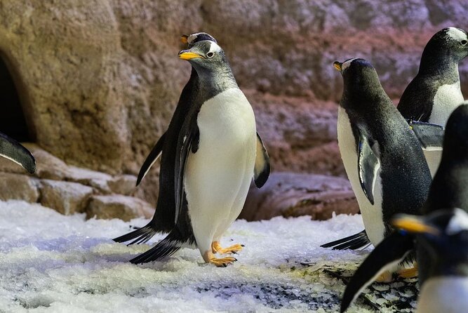 Dubai Aquarium with Various Animal Encounter and Access Options - The voucher process needs attention