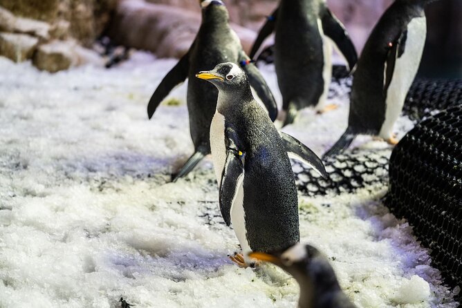 Dubai Aquarium with Various Animal Encounter and Access Options - Is $62 a fair price?
