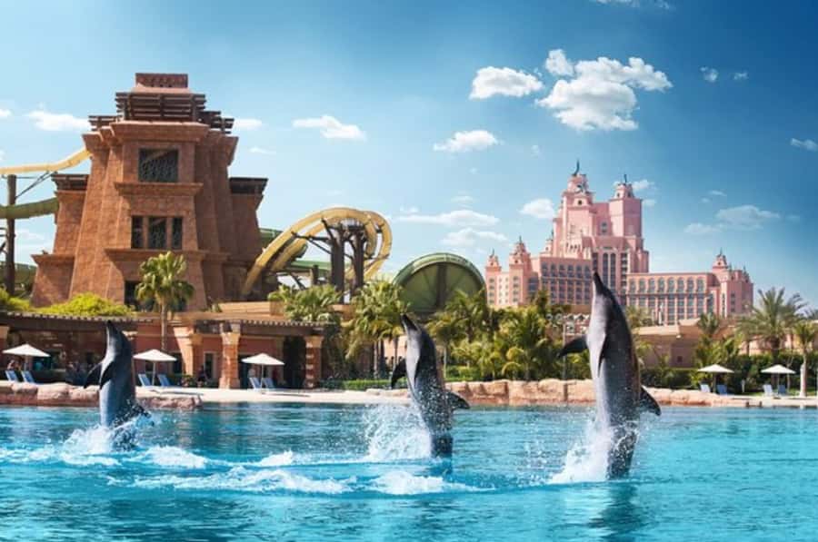 Dubai: Atlantis Dolphin Kayak Trip & Aquaventure Waterpark - A dolphin encounter at Atlantis The Palm