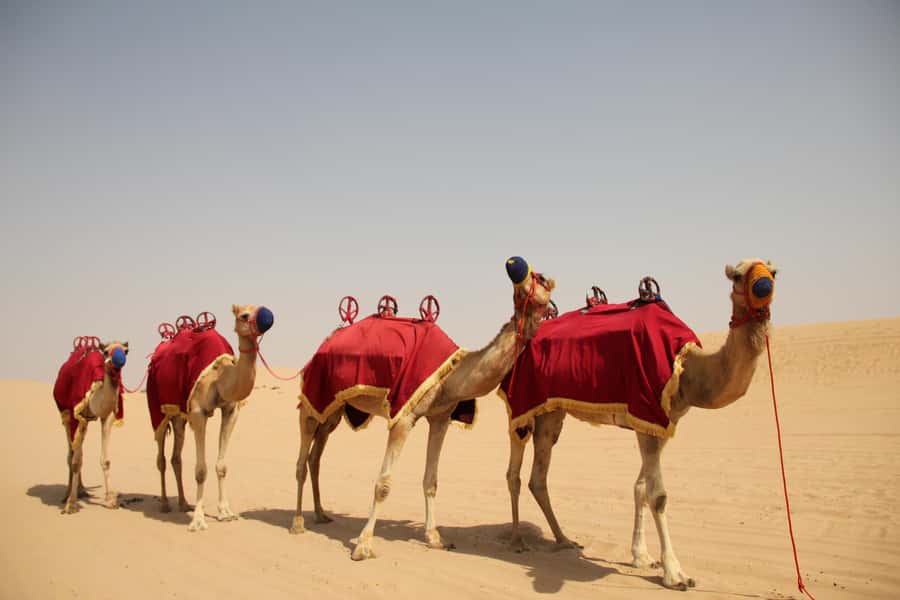 Dubai: Bedouin Camp, Dune Safari, Falcon Show & BBQ Dinner - Thirty minutes of dune bashing in a 4WD