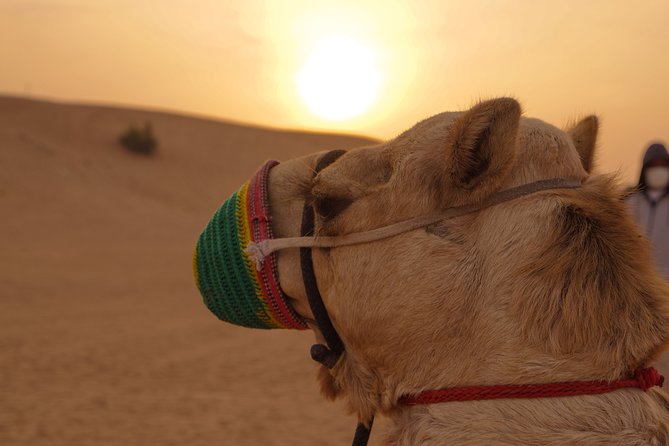 Dubai Buggy Tour in red sands and Desert Safari - Who will enjoy this most