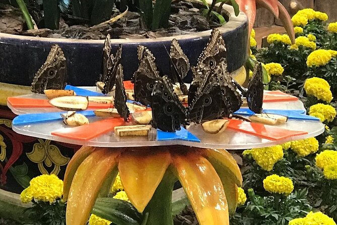 Dubai Butterfly Garden Entry Ticket - A useful pairing with Dubai Miracle Garden