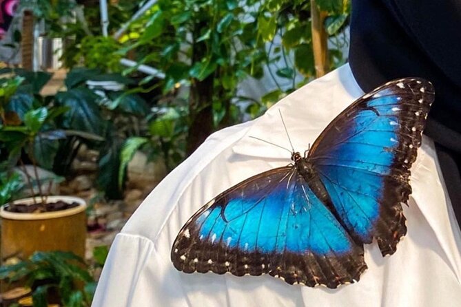 Dubai Butterfly Garden Entry Ticket - Is the $25.41 ticket good value?