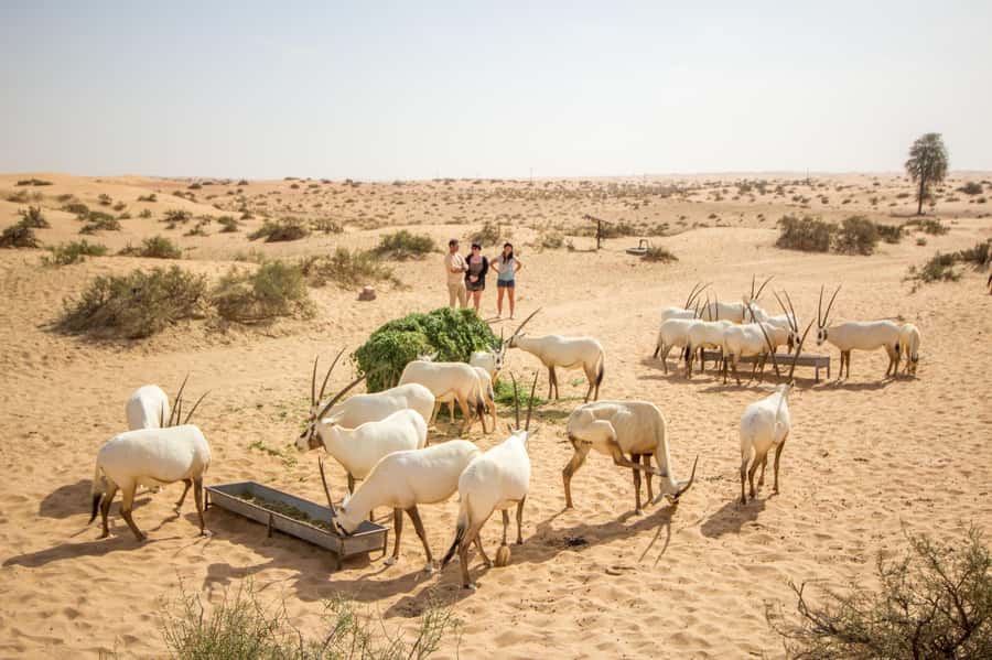 Dubai: Conservation Drive & Platinum Breakfast - One hour in a Land Rover Defender