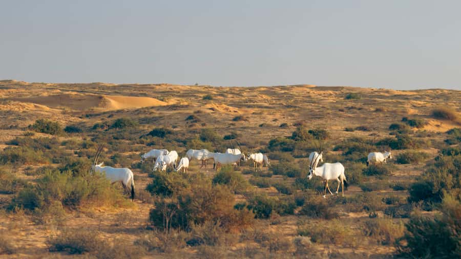 Dubai: Conservation Drive & Platinum Breakfast - The short camel ride around the oasis