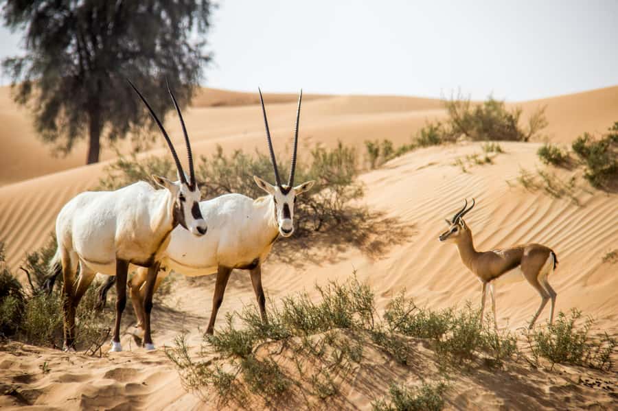 Dubai: Conservation Drive & Platinum Breakfast - How the timing works