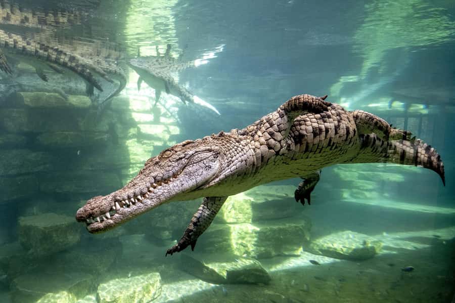 Dubai Crocodile Park Ticket - Arriving at Dubai Crocodile Park
