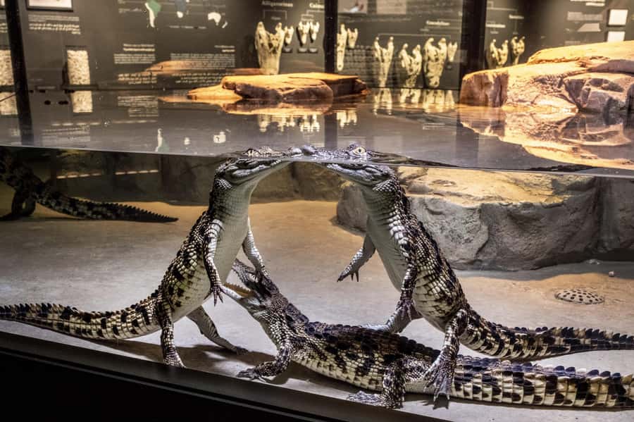 Dubai Crocodile Park Ticket - Learning with an educator around the park