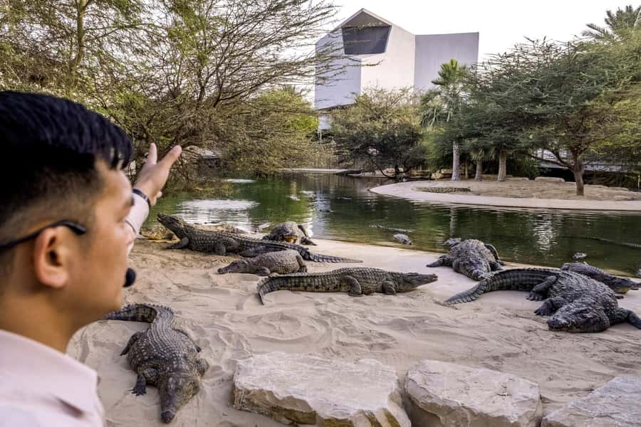 Dubai Crocodile Park Ticket - Watching crocodiles from the African lake aquarium
