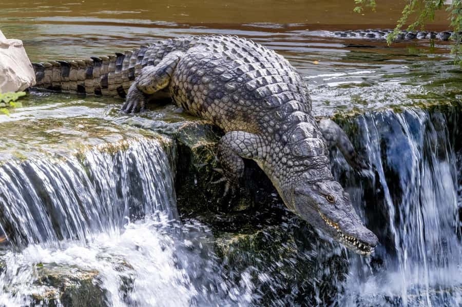 Dubai Crocodile Park Ticket - Baby crocodiles and feeding time