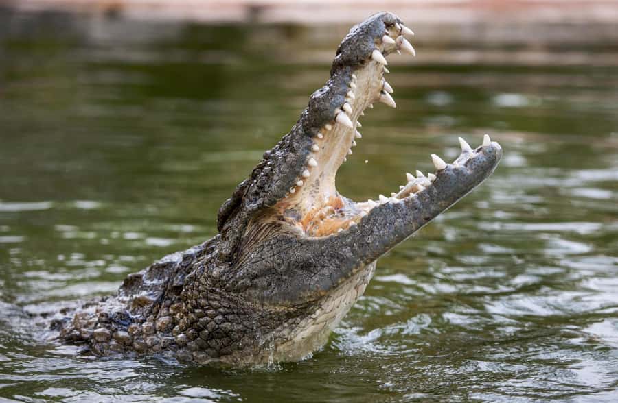 Dubai Crocodile Park Ticket - First look at the 250 Nile crocodiles