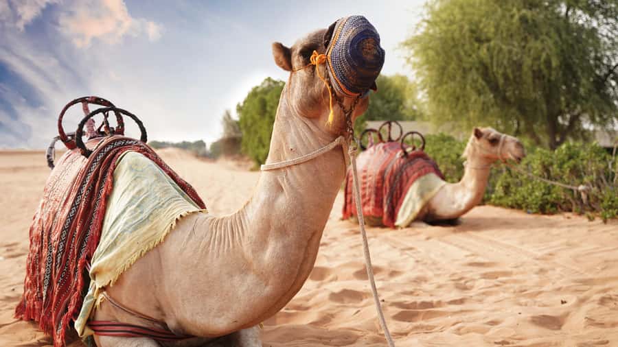 Dubai Desert Adventure: Red Dunes Guided Quad/Polaris & BBQ - Final verdict: book it for variety, not solitude
