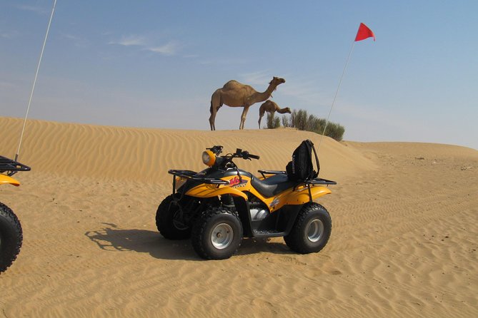 Dubai Desert Afternoon Quad Safari with Camel Ride, BBQ Dinner and Belly Dancing - The camel stop is brief but still worthwhile