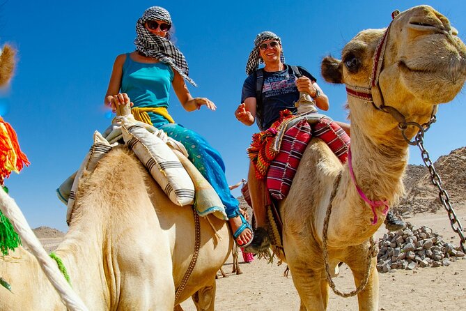 Dubai Desert Escape: Red Dunes Safari, Falcon, Camel & BBQ Dinner - Choosing between a shared and private 4WD ride