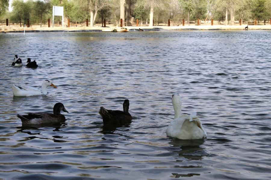 Dubai Desert Morning Drive with Wildlife Experience - Key things to know before you book
