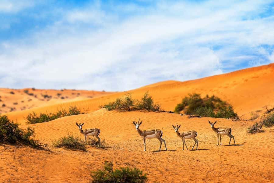 Dubai Desert Morning Drive with Wildlife Experience - What this Dubai morning tour is really like