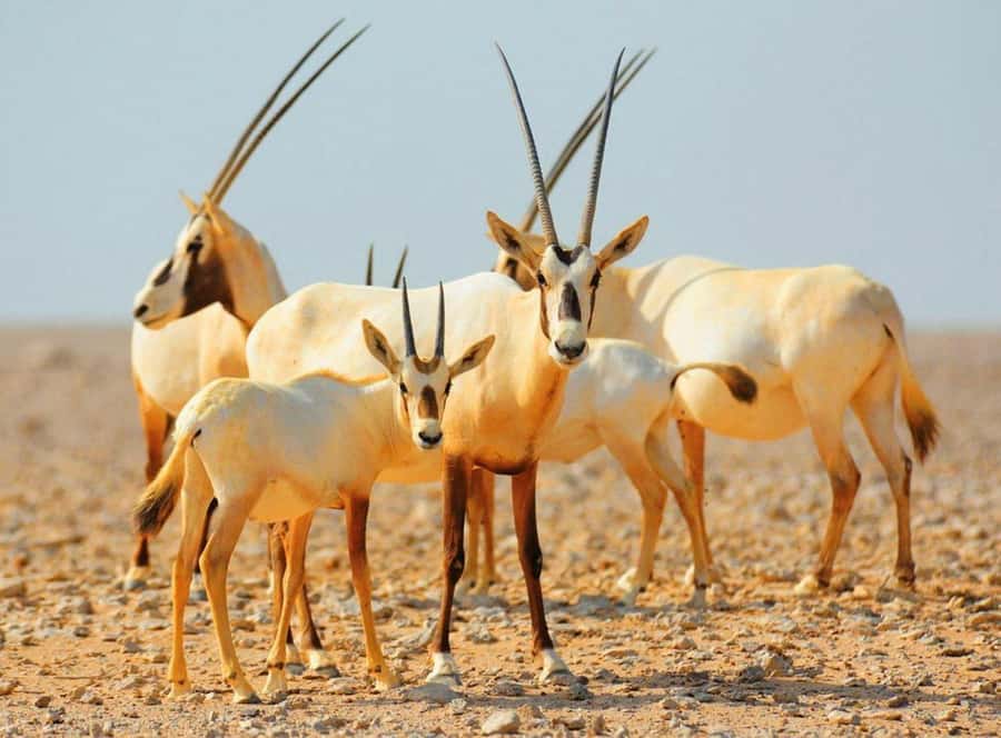 Dubai Desert Morning Drive with Wildlife Experience - Sandboarding without a long commitment