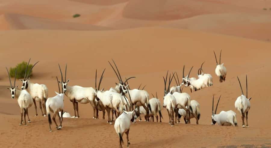 Dubai Desert Morning Drive with Wildlife Experience - Who should choose this experience?