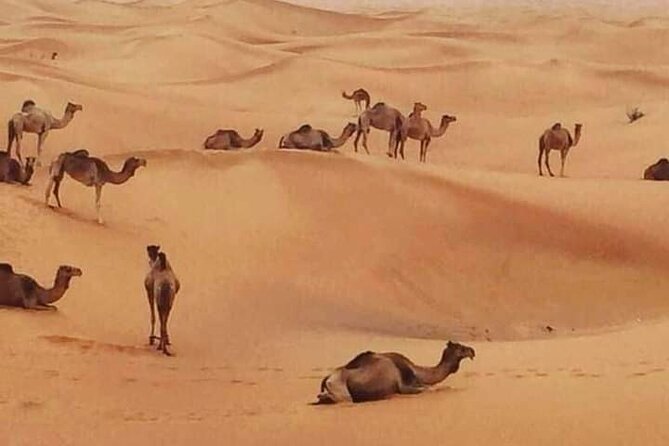 Dubai Desert Safari Adventure - Lahbab and the famous dune-bashing ride
