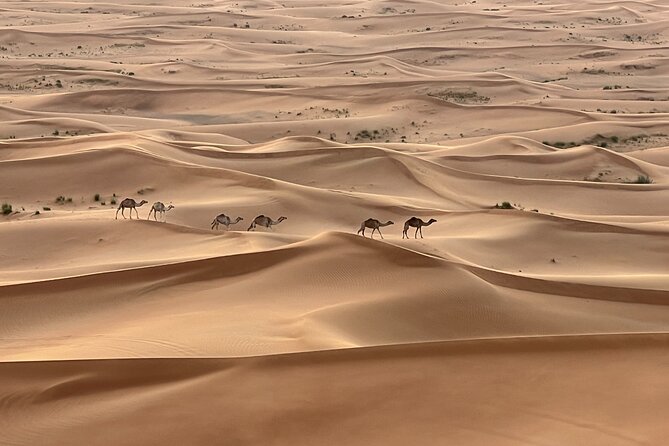 Dubai Desert Safari, Camel, Live BBQ & Shows (Private 4x4 Car) - Key points at a glance
