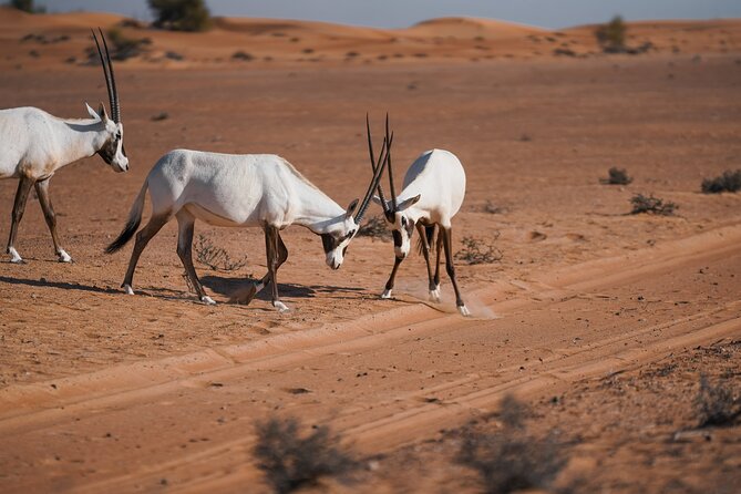 Dubai Desert Safari: Camel Ride, Sandboarding, BBQ & House Drinks - Is $123 good value?