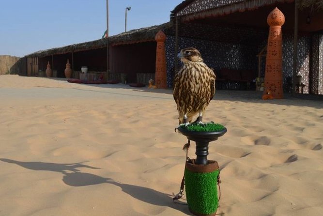 Dubai Desert Safari with Camel Riding, Sand Boarding,BBQ Dinner and 3 Live Shows - Three shows, with a Ramadan caveat