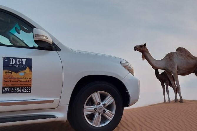 Dubai Desert Safari With Sandboarding & Camel Riding - Service, group size, and what the praise tells you