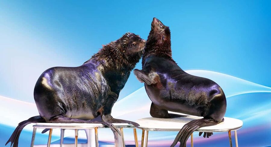Dubai: Dubai Dolphinarium Dolphin, Seal & Bird Show Tickets - Key points to know before you go
