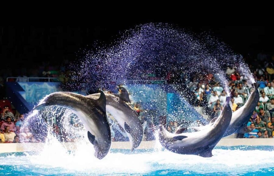 Dubai: Dubai Dolphinarium Dolphin, Seal & Bird Show Tickets - Arriving at Creek Park Gate 1