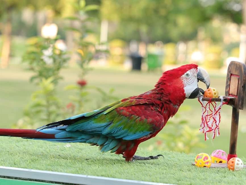 Dubai: Dubai Dolphinarium Dolphin, Seal & Bird Show Tickets - Understanding the dolphin and seal performances