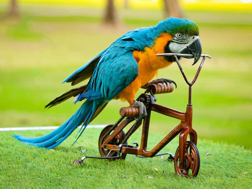 Dubai: Dubai Dolphinarium Dolphin, Seal & Bird Show Tickets - The exotic bird show, from parrots to falcons