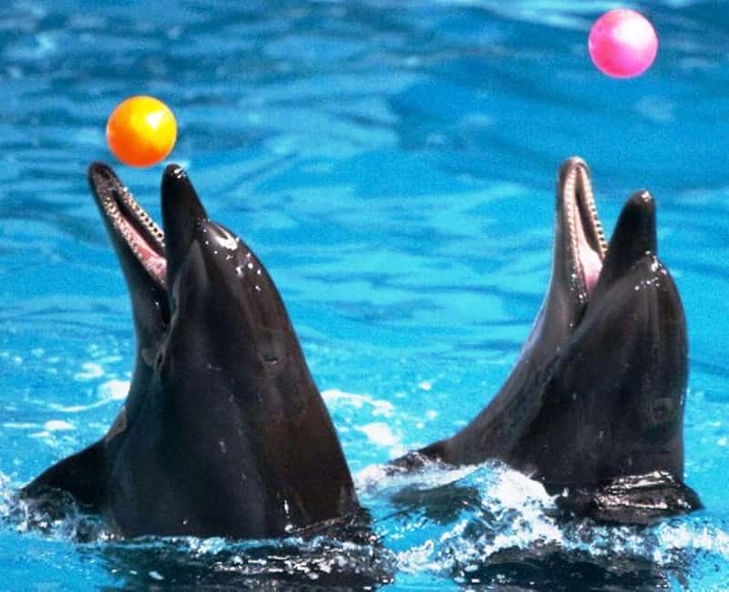 Dubai: Dubai Dolphinarium Dolphin, Seal & Bird Show Tickets - Practical booking advice