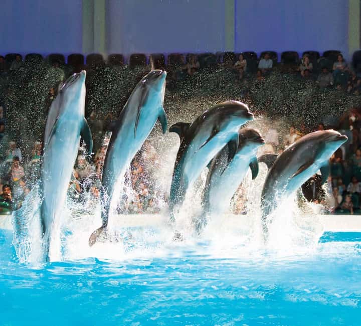 Dubai: Dubai Dolphinarium Dolphin, Seal & Bird Show Tickets - Finding your seat in the dolphin and seal arena